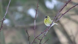 Чижик Eurasian Siskin [upl. by Beshore]