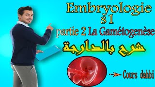 Embryologie s1  partie 2 La Gamétogenèse شرح بالدارجة [upl. by Hgielime774]