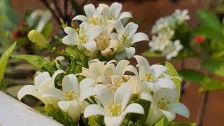 Top 10 Murraya Paniculata Growing Tips  Kamini in Hindi  Fragrant Tropical Plants [upl. by Lorri]