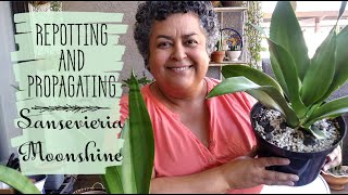 Repotting and Propagating Sansevieria Moonshine  Repotting Snake Plant [upl. by Schild]