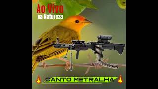 Canário da Terra Canto Metralha Ao Vivo Na Natureza [upl. by Atteuqram]