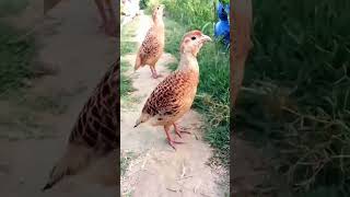 teetar soundpheasant soundpheasantpheasant callteetar sound [upl. by Yunick299]