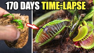 Venus Fly Trap Restoration Time Lapse 170 Days [upl. by Gebhardt]