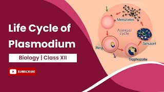 Life Cycle of Plasmodium  Class 12 [upl. by Eira967]