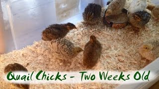 Coturnix Quail Chicks at Two Weeks Old  various colours [upl. by Eva598]