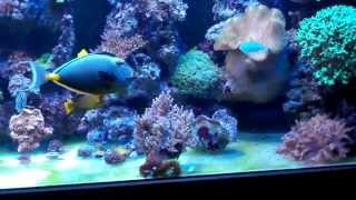 Saltyfishs mixed reef tank tour LED lighting [upl. by Annaynek]