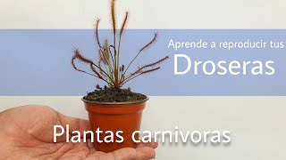 ¿Cómo recolectar semillas de Drosera  Plantas carnívoras [upl. by Repmek270]