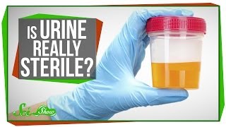 Is Urine Really Sterile [upl. by Ilyse]