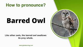 How to pronounce Barred Owl Correctly in English [upl. by Zobe]