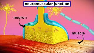 The Mechanism of Muscle Contraction Sarcomeres Action Potential and the Neuromuscular Junction [upl. by Dranyam321]