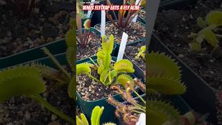 Hungry Venus flytrap squeezes and eats Fly juice dionaea dionaeamuscipula carnivorousplants [upl. by Eiramllij]