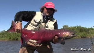 Lachs Fliegenfischen in Alaska [upl. by Almeta]