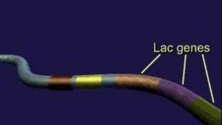 Lac Operon [upl. by Knapp]