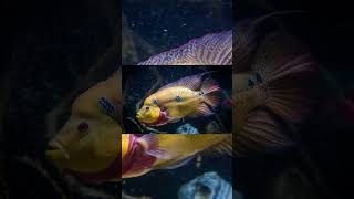 The Trimac Cichlid Amphilophus Trimaculatus [upl. by Ylagam]