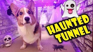 Building a CORGI Sized Haunted House 🐾👻 🎃 Life After College Ep 614 [upl. by Ennairod]