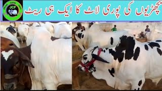 Bachriyon Ki Lot Ek Daam  Cow Mandi  Bakra Eid  Karachi Cattle Market  Jibreel Cattle Farm [upl. by Sukin524]