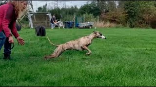 WhippetCoursing mit Seabee [upl. by Marka]