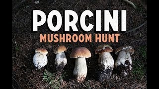 Foraging For Porcini Mushrooms  Mushroom Pasta [upl. by Ahsekahs46]