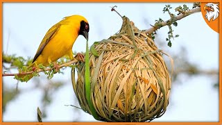 10 Most Extraordinary Bird Nests [upl. by Aggri164]