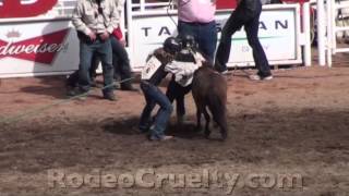 Calgary Stampede Pony Abuse [upl. by Leahciam]