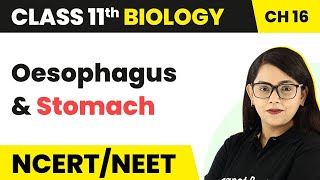 Oesophagus and Stomach  Digestion and Absorption  Class 11 Biology [upl. by Wina915]