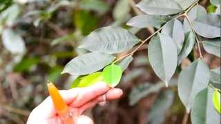 「香港中草藥探索之旅」植物導賞影片  土沉香 Aquilaria sinensis Lour Gilg [upl. by Ermanno828]