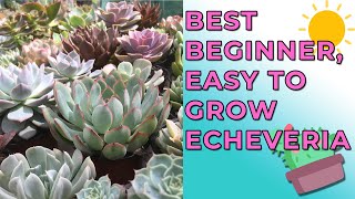 Best Beginner Echeveria Anyone Can Grow Hardy amp Easy To Grow Echeveria [upl. by Hubing908]