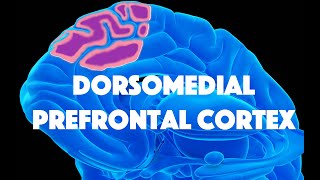 Dorsomedial Prefrontal Cortex and Deliberative SelfReferencing [upl. by Mllly165]