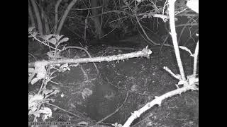 Japanese Field Mouse Inspects Burrow of Japanese Badger [upl. by Ehctav878]