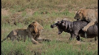 Lion Vs Hippo  Lion Vs Hippo Fight To Death  Lion Vs Hippo Real Fight Compilation [upl. by Moncear]