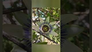 यह पैसिफ़्लोरा केरुलिया Passiflora Caerulea फ्लावर है जिसे हिंदी में कृष्ण कमल भी कहते हैं।🌼🌿🪈🦚 [upl. by Leuas558]