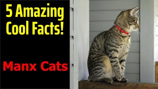 5 Fascinating Facts About Manx Cats [upl. by Cheyne831]