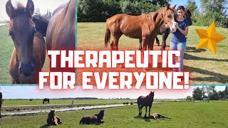 It really works therapeutically  Friesian Horses [upl. by Alake]