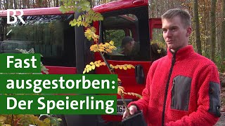 Der Speierling Zukunftsbaum für Klimawandel und nachhaltige Forstwirtschaft  BR Fernsehen [upl. by Daniyal936]