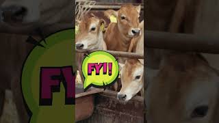 How many stomachs does a cow have worldmilkday enjoydairy quiz fyp cowvideo [upl. by Tracy]