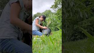 Planting an Elberta Peach Tree 🍑 Reupload homestead [upl. by Rodger]