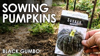 How To Grow Pumpkins  Black Gumbo [upl. by Burnett389]