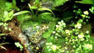 Poison Dart Frog vivarium with leucomelas [upl. by Ateekram]