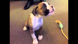 Puppy Boxer Singing howling to Harmonica [upl. by Nobe]