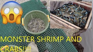 How to Catch Shrimp with Cast Net  How to Catch Monster Blue Crabs  Catching Shrimp with Cast Net [upl. by Opaline654]