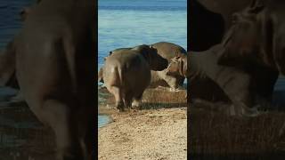 Hippopotamus Sounds Hippos getting into water [upl. by Nomelif175]