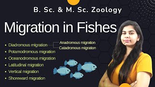 Migration in Fishes  Types of fish migration  II B Sc amp M Sc II Zoology [upl. by Surbeck]