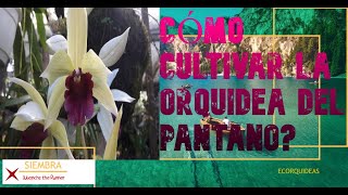 Orquídea del pantanoSwamp orchid [upl. by Aleacim]