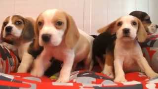 Beagle Cachorros Criadors de Gossos  HOTELCAN [upl. by Araz]