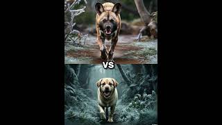 African wild dog vs labrador vs Rottweiler Husky German Shepherd Battle [upl. by Anrahc397]