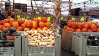 Collapsible Plastic Bins with door  ShuttleBIN  Dubois Agrinovation [upl. by Beghtol]