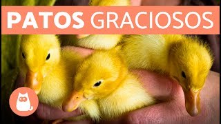 Cute Duckling Reloaded  Patos graciosos [upl. by Jain]