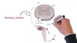 why do upper motor neuron lesions causes hyperreflexia knee reflex examination [upl. by Keeryt]