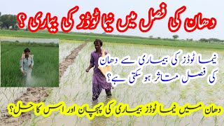 Nematodes disease and control of paddy crop  Nematode control in rice crop  kisan vlogs tv [upl. by Hayilaa66]