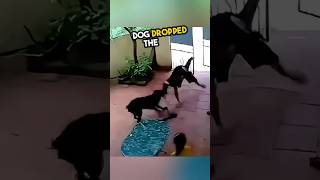 Dog saves a girl in the smartest way ever ❤️ [upl. by Salazar733]